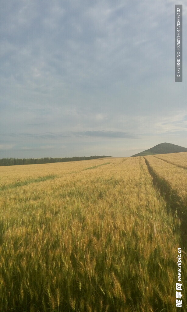 金色麦田 广袤田野风光