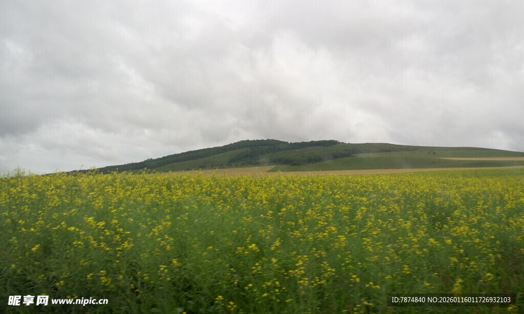 草原黄花与远山美景