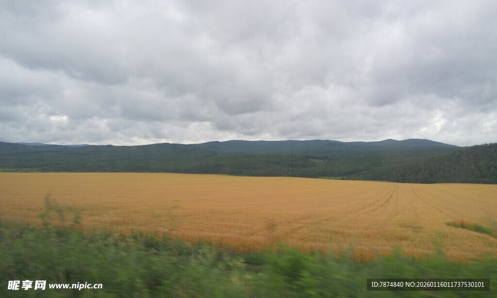 金黄田野与阴沉天空