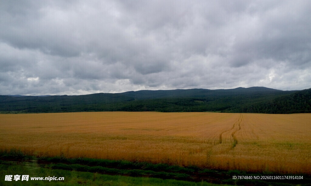 阴天下的金黄麦田
