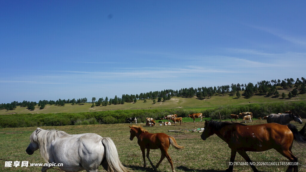草原上奔跑的多彩马匹