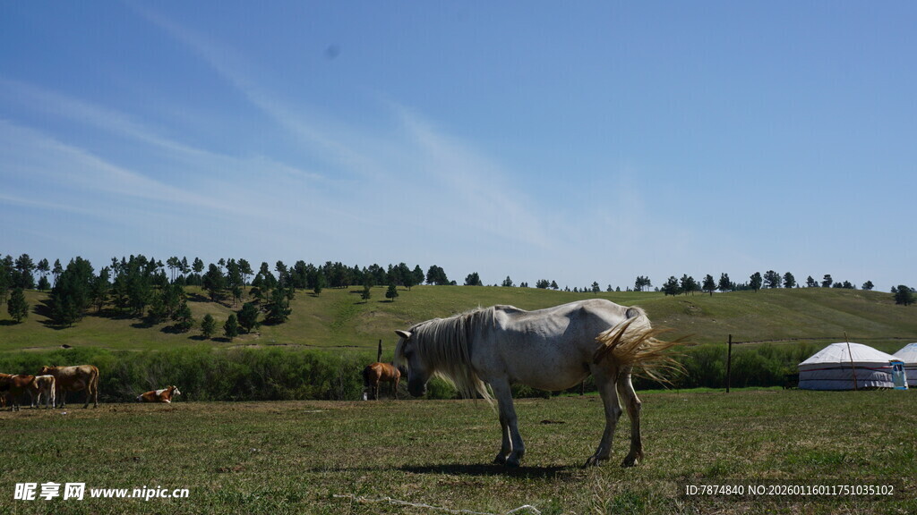 草原上的牛与远处帐篷