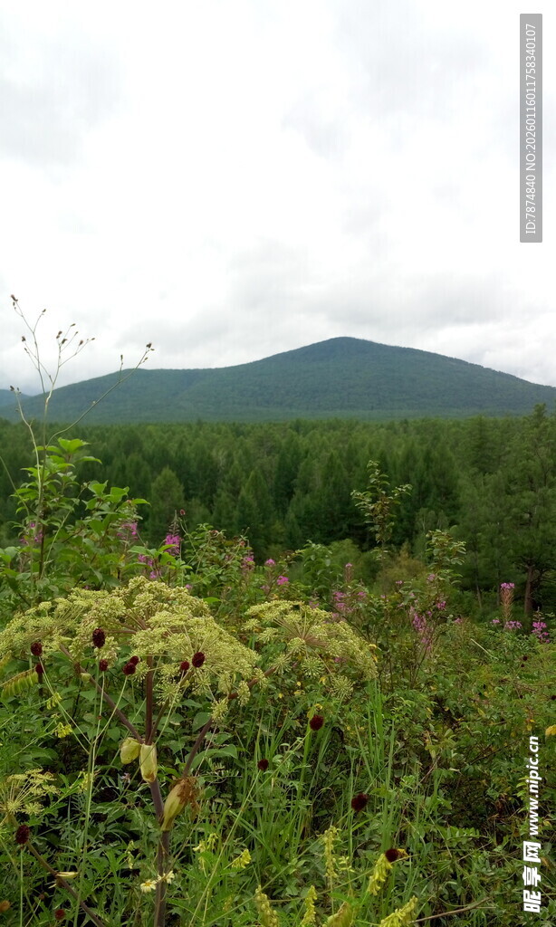 山林间繁茂的绿色植被