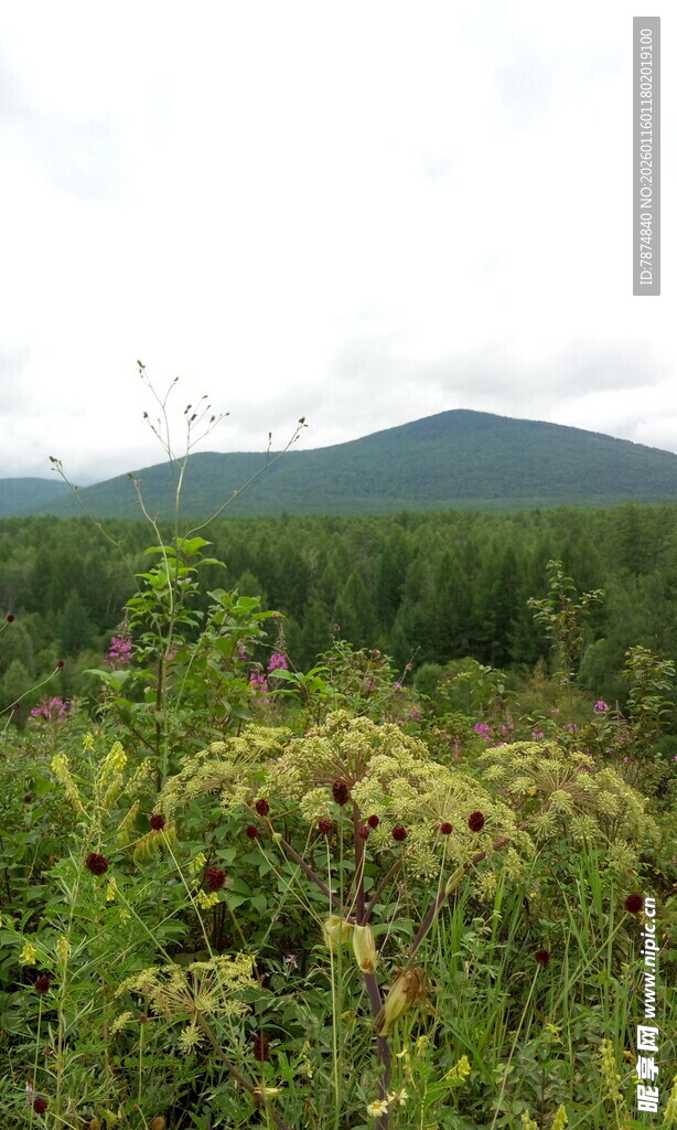 山间繁茂植被与远处青山
