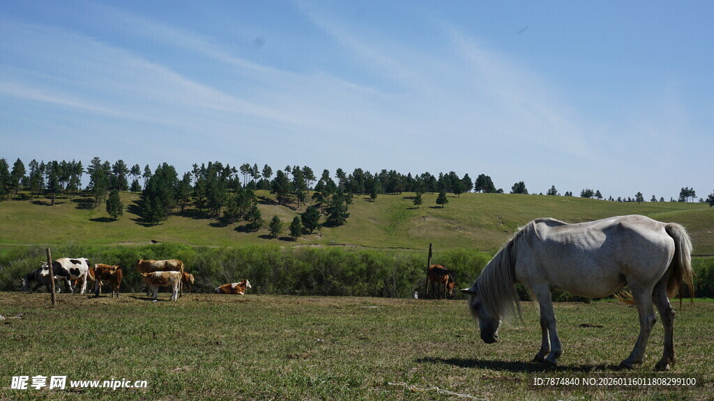草原上悠闲吃草的白马