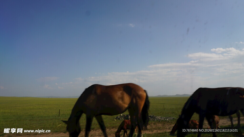 草原上的骏马