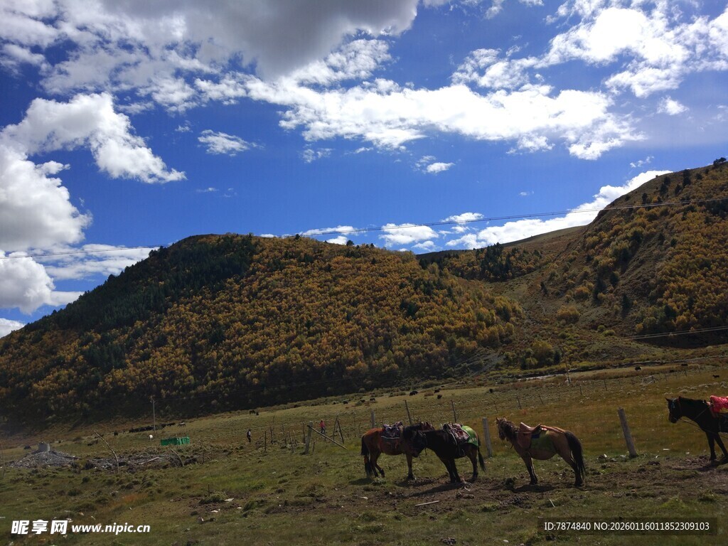 草原骏马与蓝天白云
