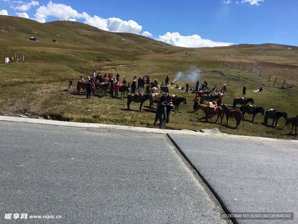 公路旁的马群聚集场景