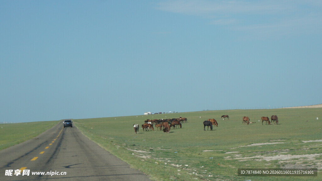 公路旁草原上的牛群