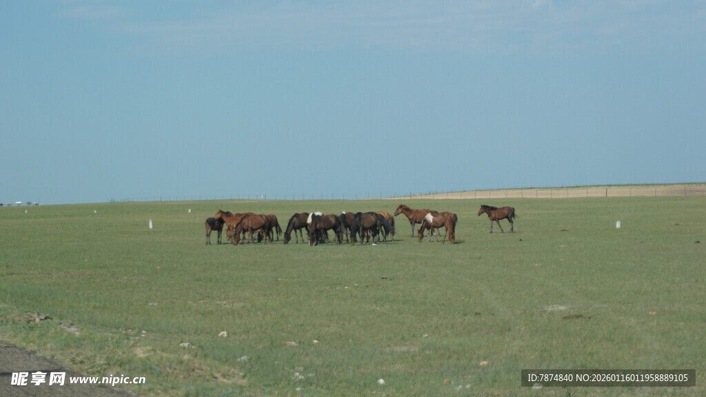 草原上的马群