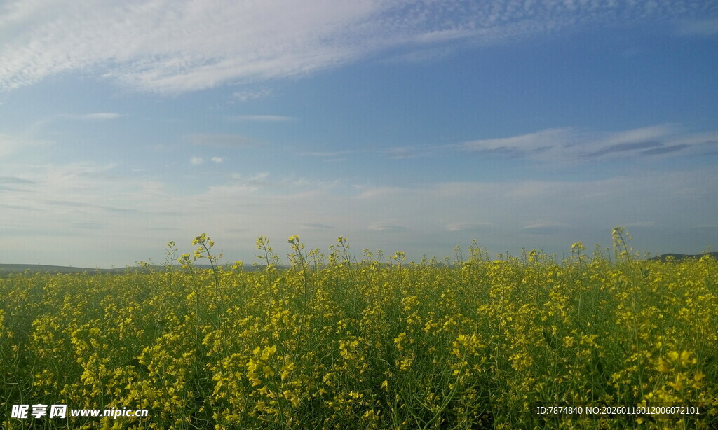 金黄油菜花海 蓝天白云景