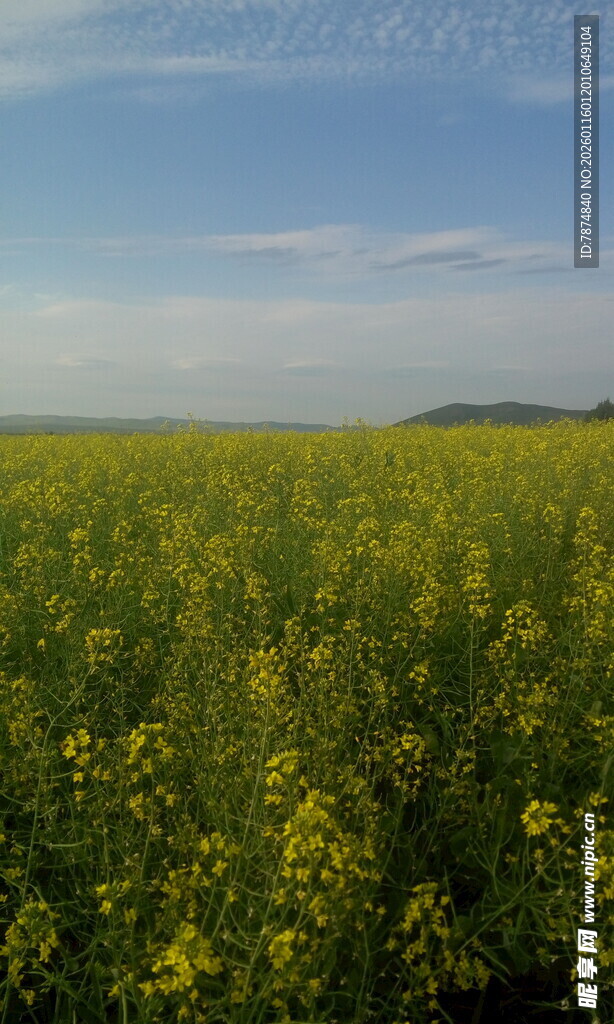 金黄油菜花田 春日美景