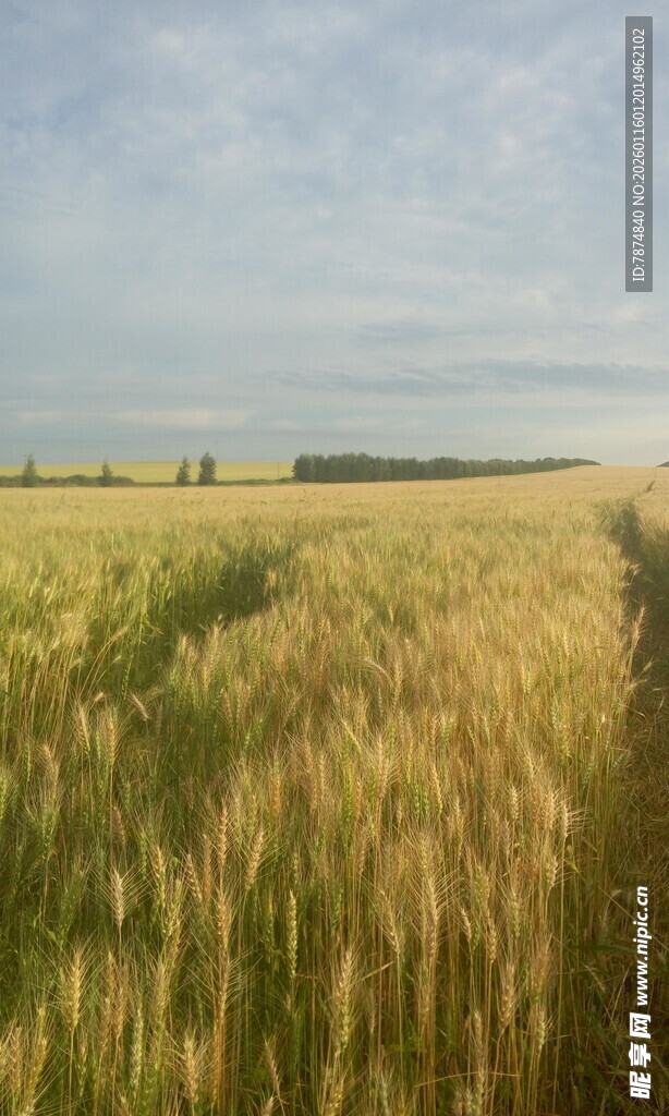 金黄麦田风景