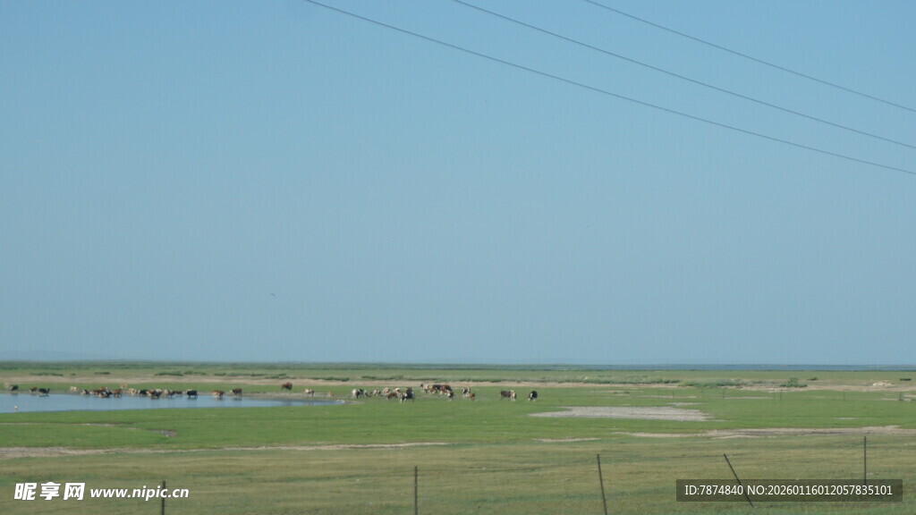 草原风光 远处散布着畜群