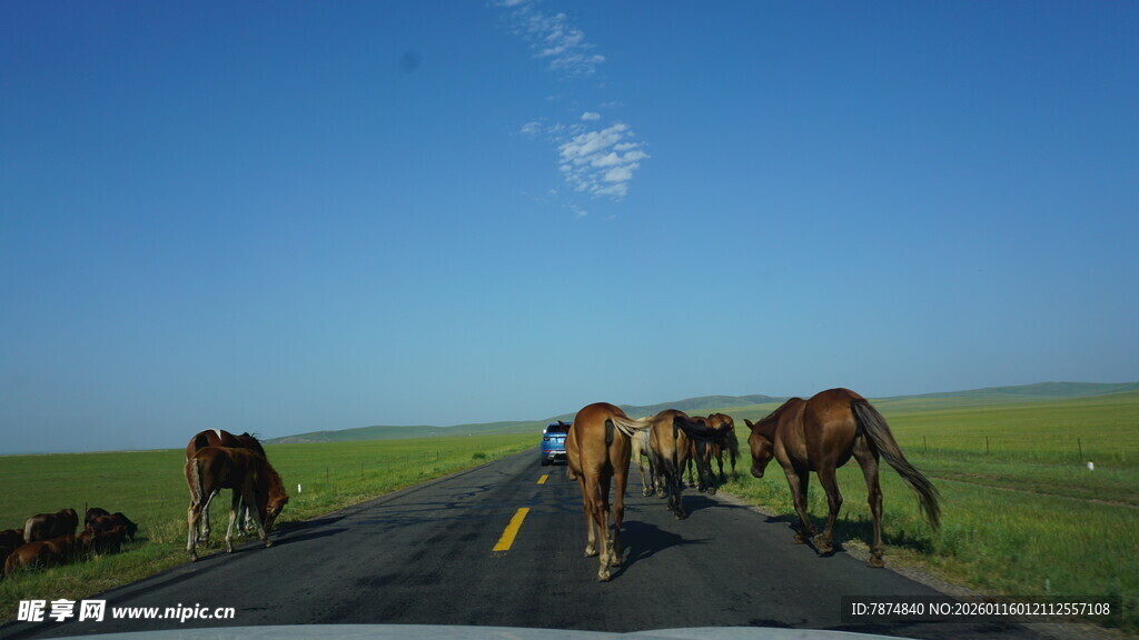 草原公路上的马群