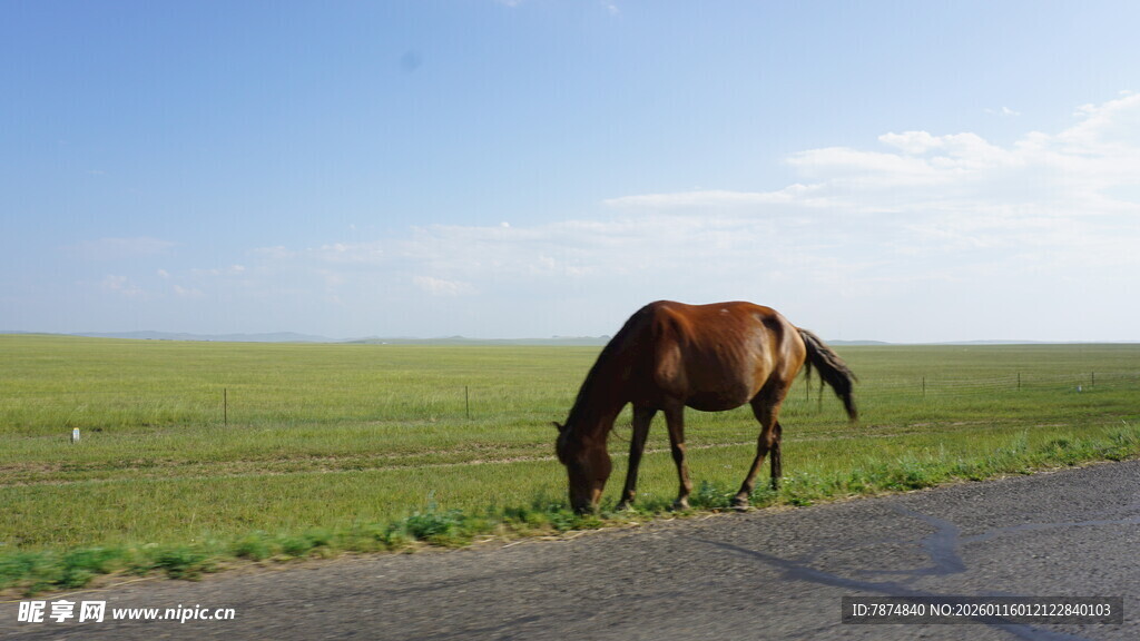 公路边草原上低头吃草的马