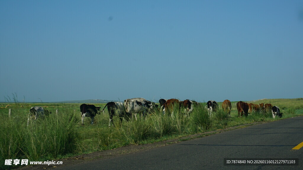 公路旁牛群漫步