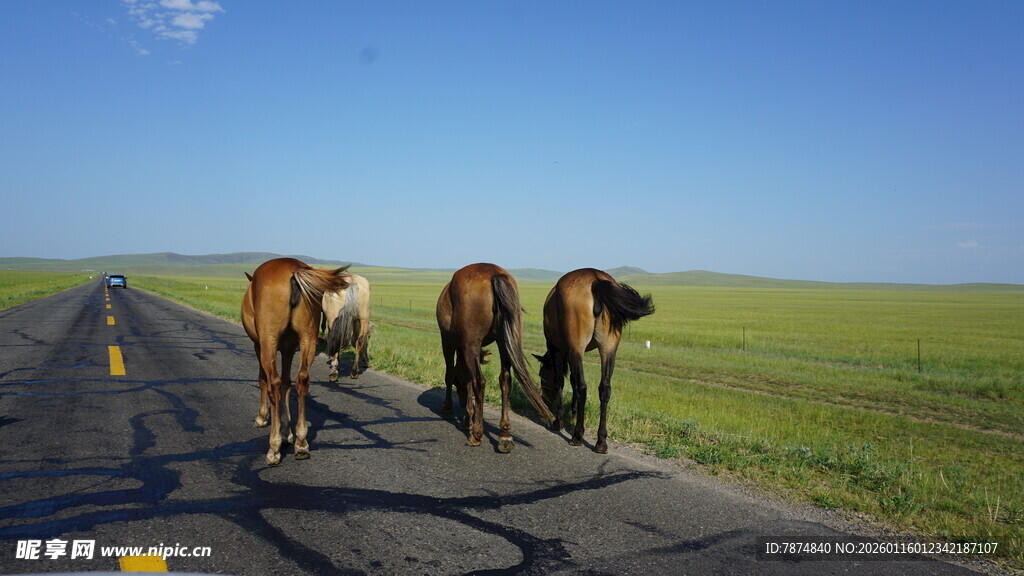 草原公路上的牛群漫步