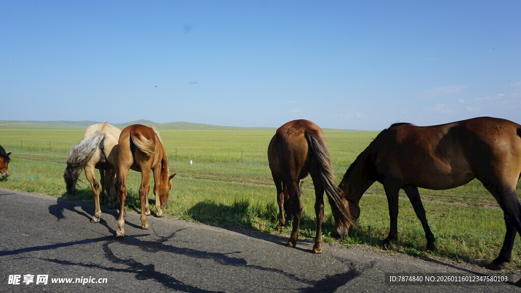 草原公路边低头吃草的马