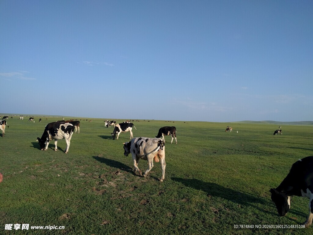 草原上的牛群