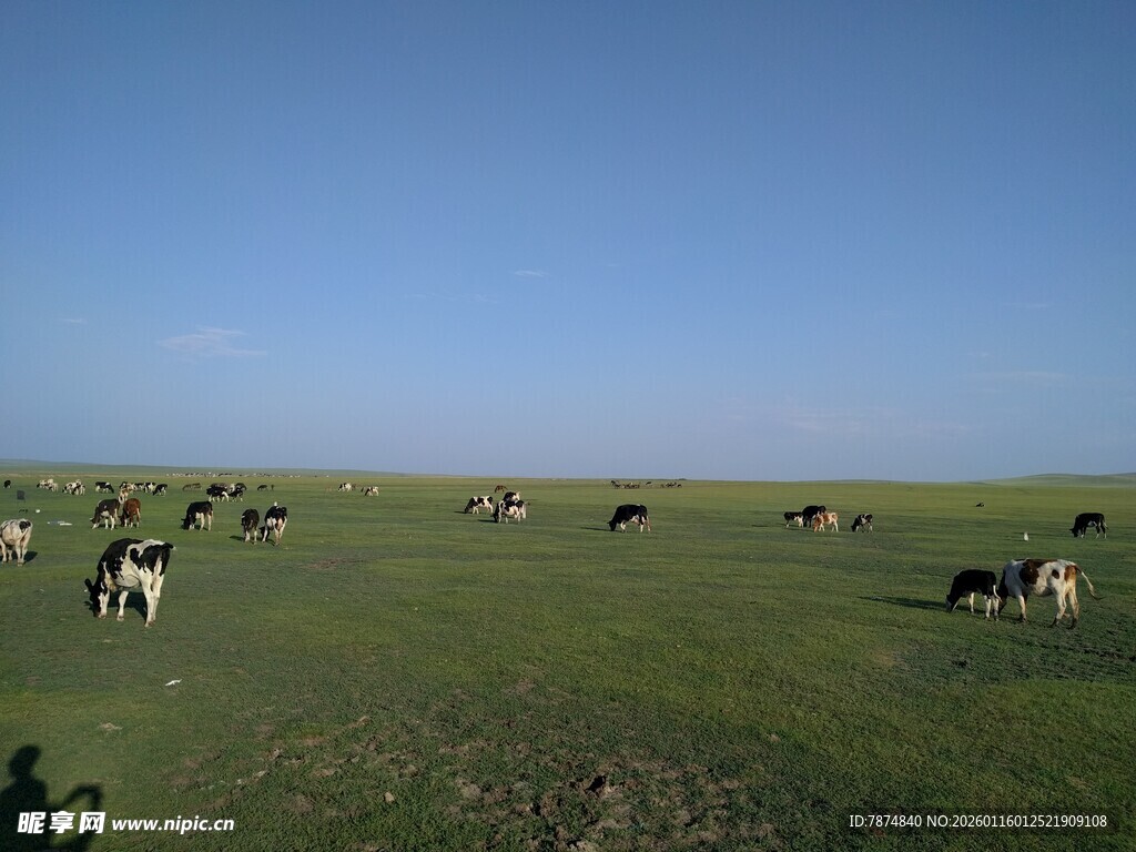草原上的牛群悠然吃草