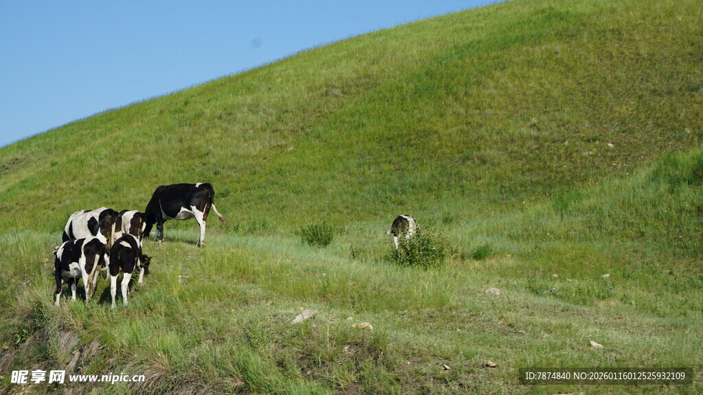 草原上的牛群悠然吃草