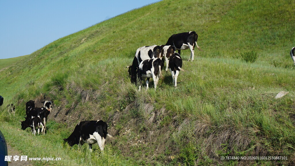 山坡上的黑白花奶牛