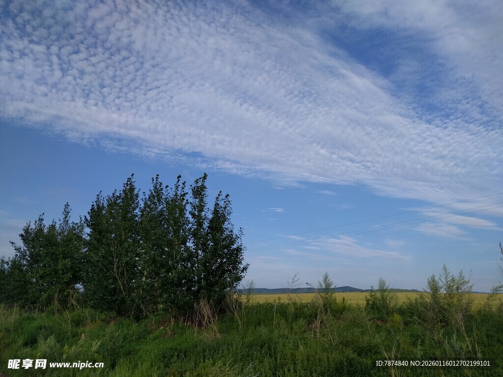 草原上的绿树与蓝天白云