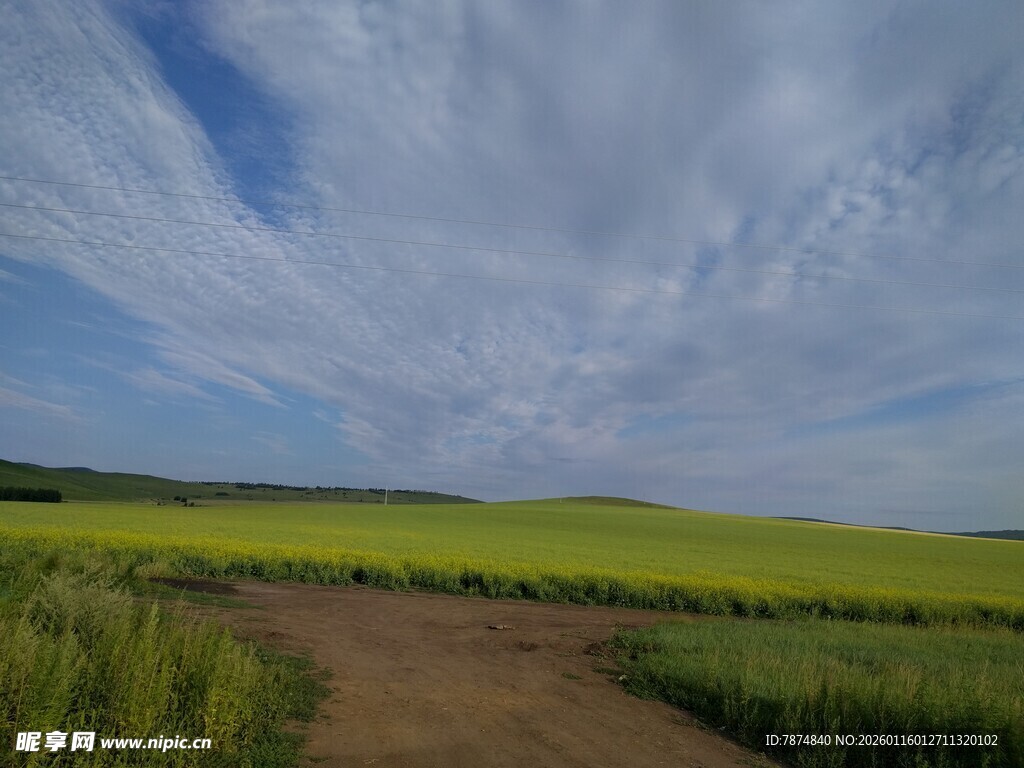 乡间小路旁的广袤绿野