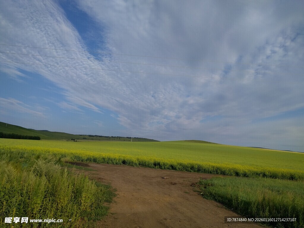 乡间小路旁的黄绿田野