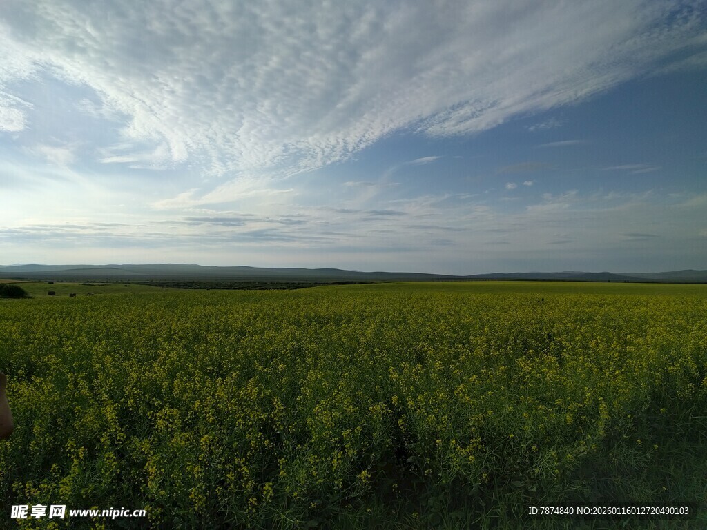 广袤田野 蓝天白云相衬