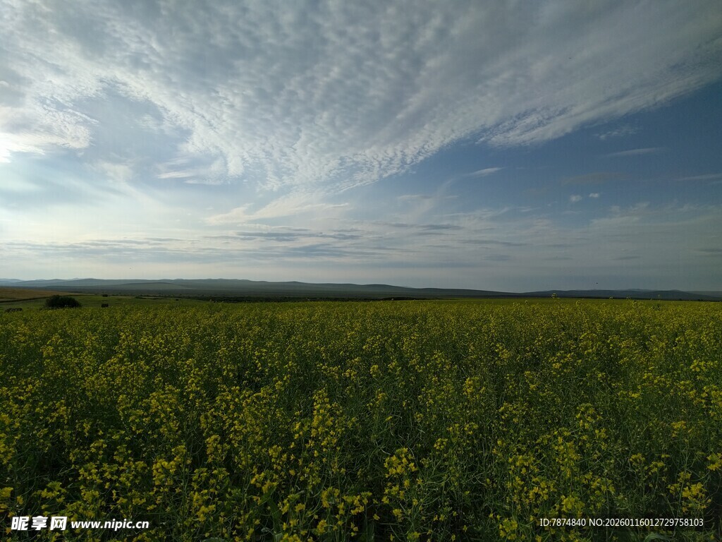 广袤绿野与蓝天相映成趣