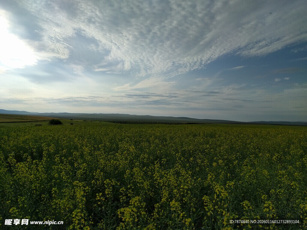 广袤油菜田与蓝天白云