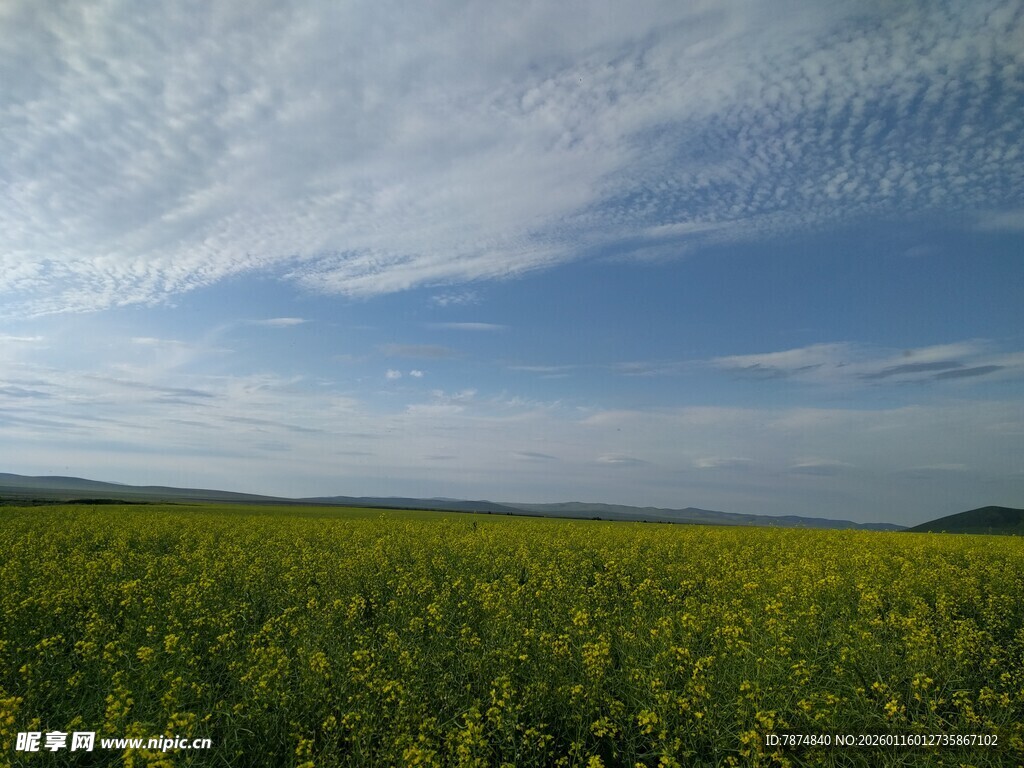 广袤油菜田与蓝天白云