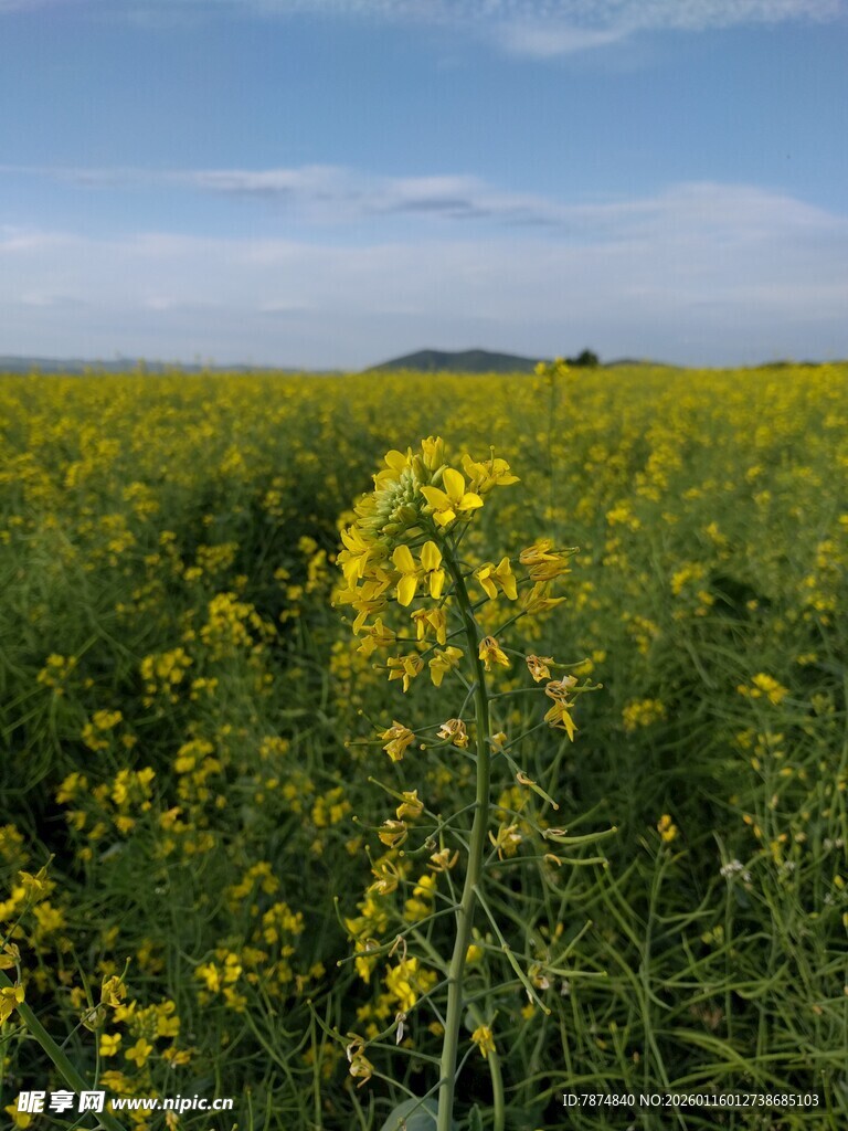 金黄油菜花田美景