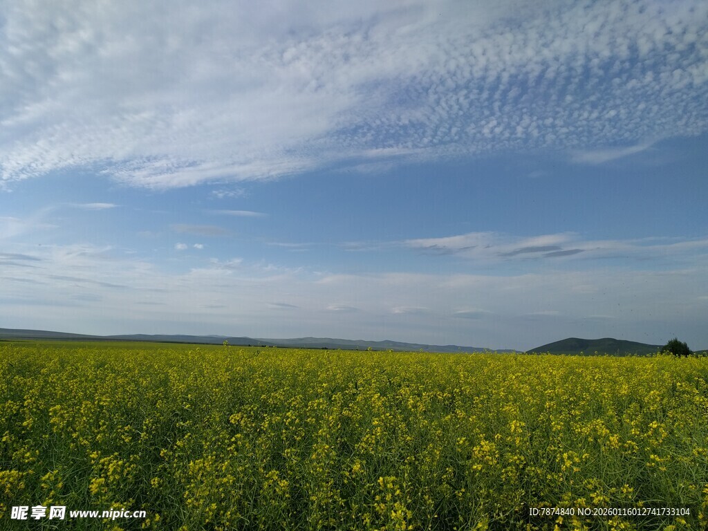 金黄油菜田 蓝天相映衬