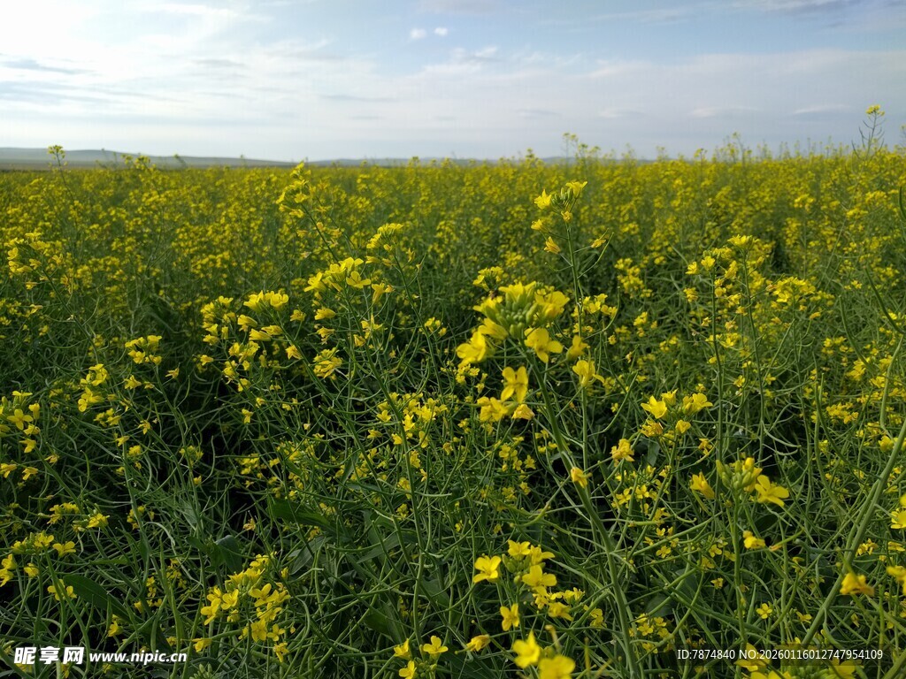 金黄灿烂的油菜花田