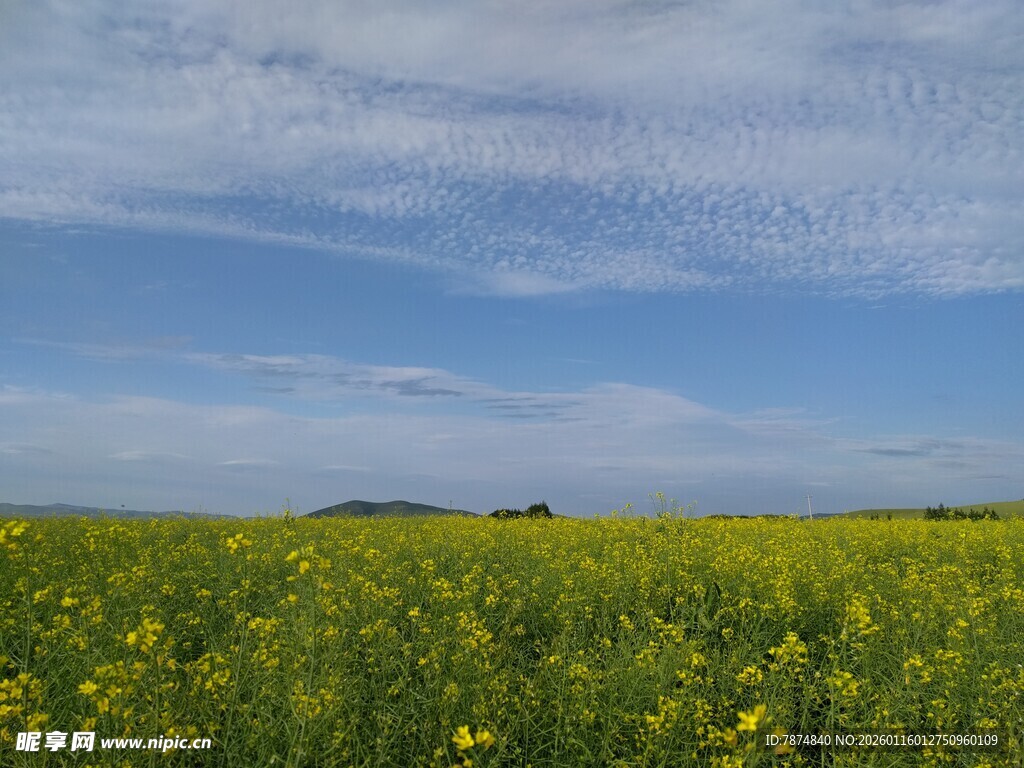 金黄花海 蓝天白云下的田野