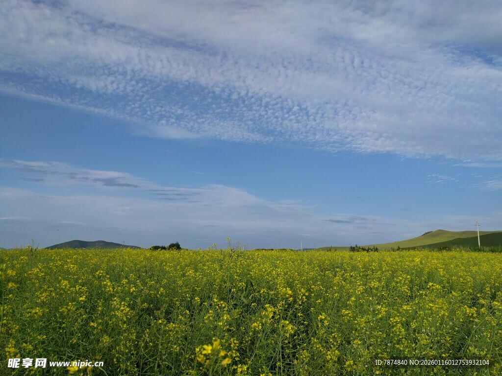 金黄油菜花田蓝天白云景