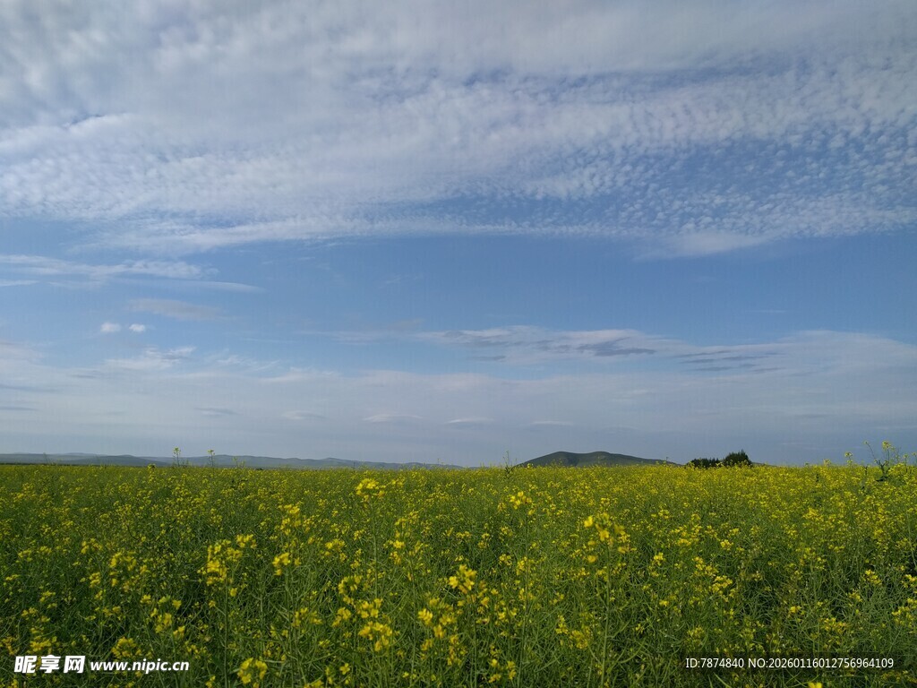金黄花海与蓝天美景