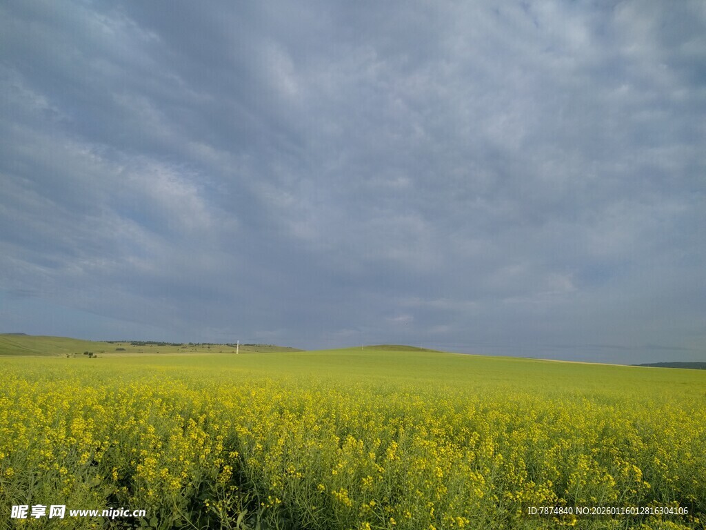 金黄油菜田与天际云朵