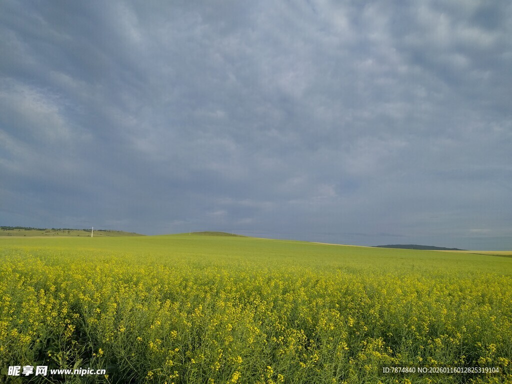 金黄花海与阴沉天空