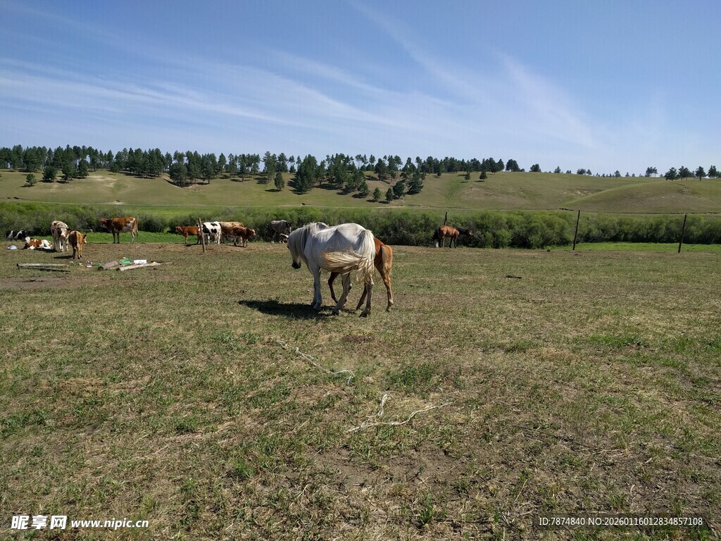 草原上悠闲的牛群