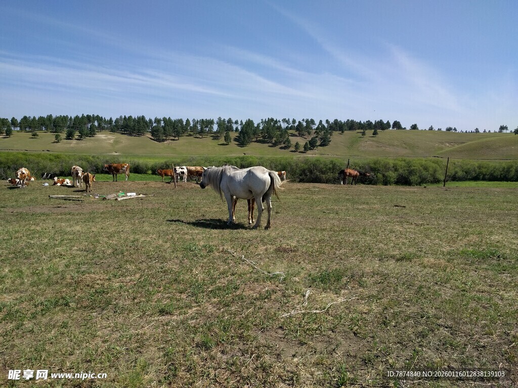 草原上的牛群悠然自得