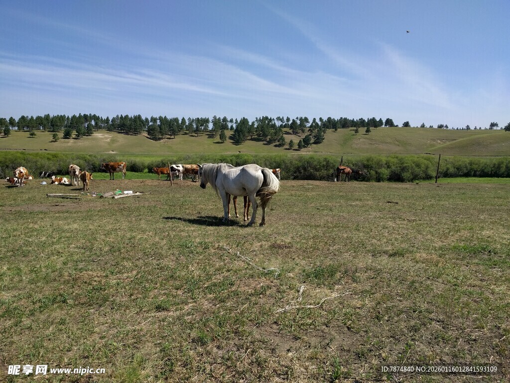 草原上悠闲的马群