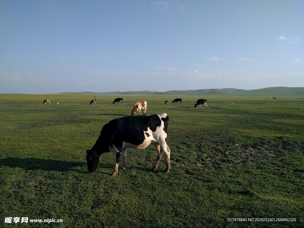 草原上悠闲吃草的奶牛