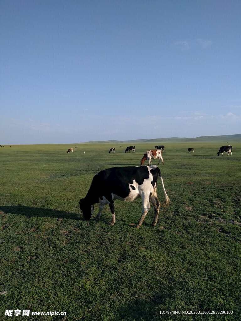 草原上的黑白花奶牛