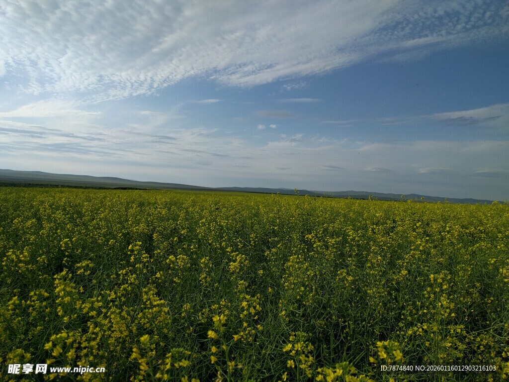 金黄花海 蓝天相映成趣