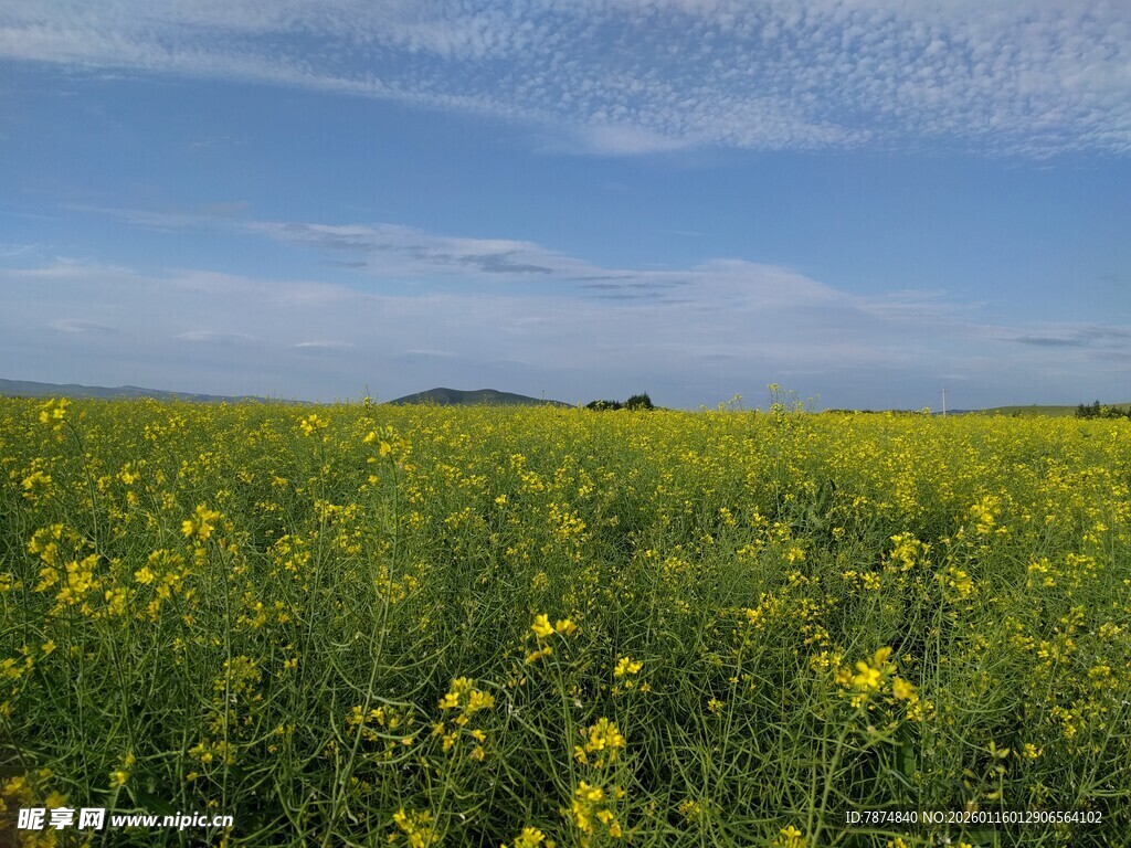 金黄油菜花田 蓝天美景