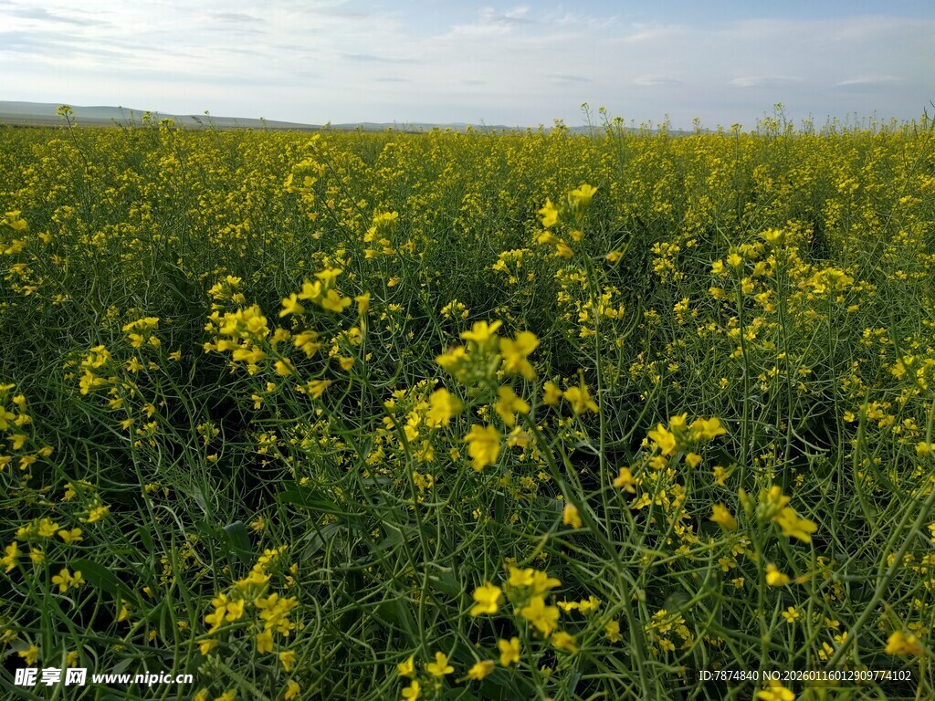 金黄油菜花田美景